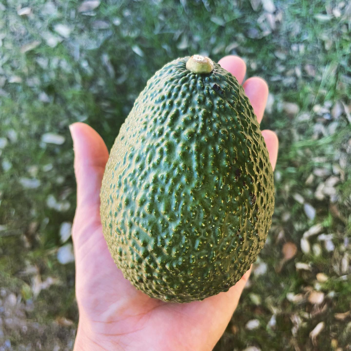 Partial Avocado Pick